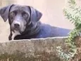 Murilo 