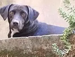 Cachorro raça SRD-ViraLata idade 2 anos nome Murilo 