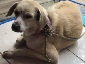 Cachorro raça Labrador idade 2 a 6 meses nome Luz