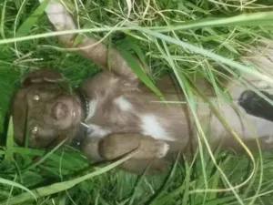 Cachorro raça SRD-ViraLata idade 2 a 6 meses nome Thor