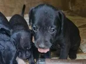Cachorro raça SRD-ViraLata idade Abaixo de 2 meses nome sem nomes