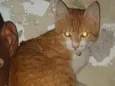 Tigrinho