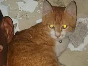 Gato raça SRD-ViraLata idade 1 ano nome Tigrinho