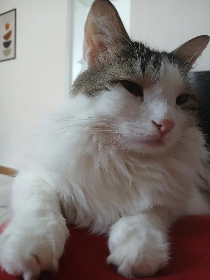 Gato raça SRD-ViraLata idade 4 anos nome Aurora