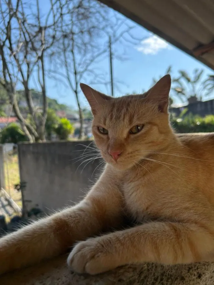 Gato raça SRD-ViraLata idade 2 anos nome Saibro