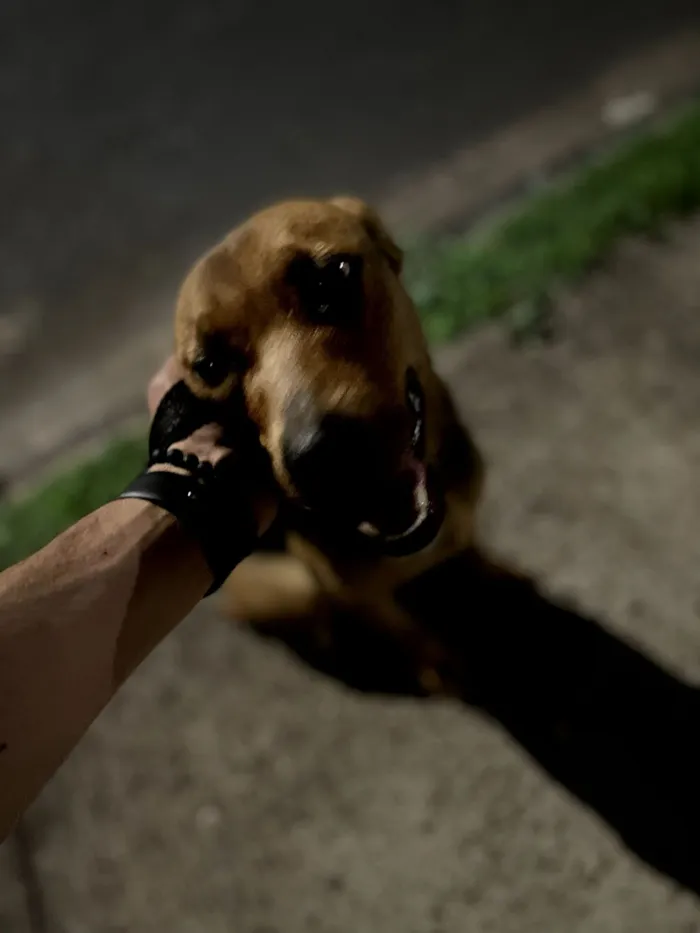 Cachorro raça SRD-ViraLata idade 6 ou mais anos nome Rayla