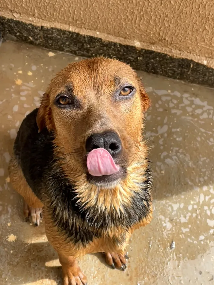 Cachorro raça SRD-ViraLata idade 6 ou mais anos nome Rayla