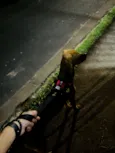 Rayla