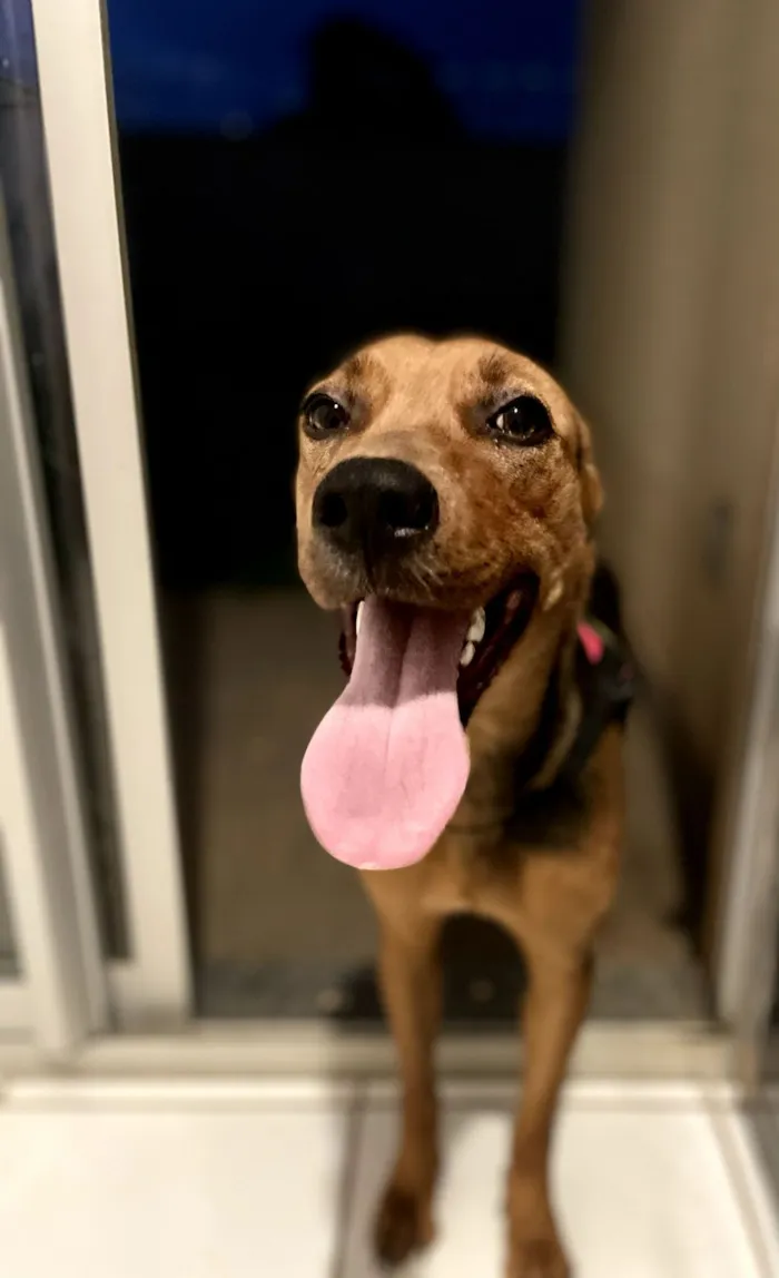 Cachorro raça SRD-ViraLata idade 6 ou mais anos nome Rayla