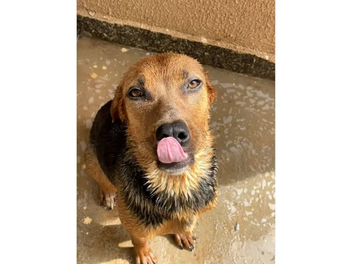 Cachorro raça SRD-ViraLata idade 6 ou mais anos nome Rayla