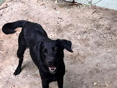 Cachorro raça Labrador idade 3 anos nome Stela 