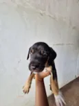pretinho