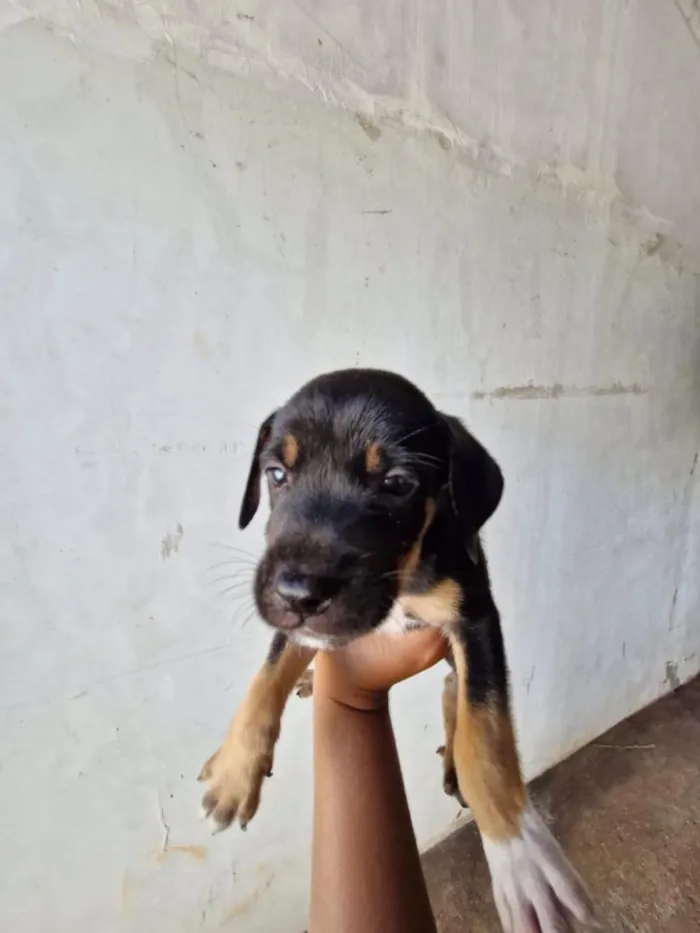 Cachorro raça SRD-ViraLata idade Abaixo de 2 meses nome pretinho