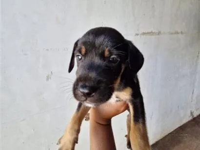 Cachorro raça SRD-ViraLata idade Abaixo de 2 meses nome pretinho