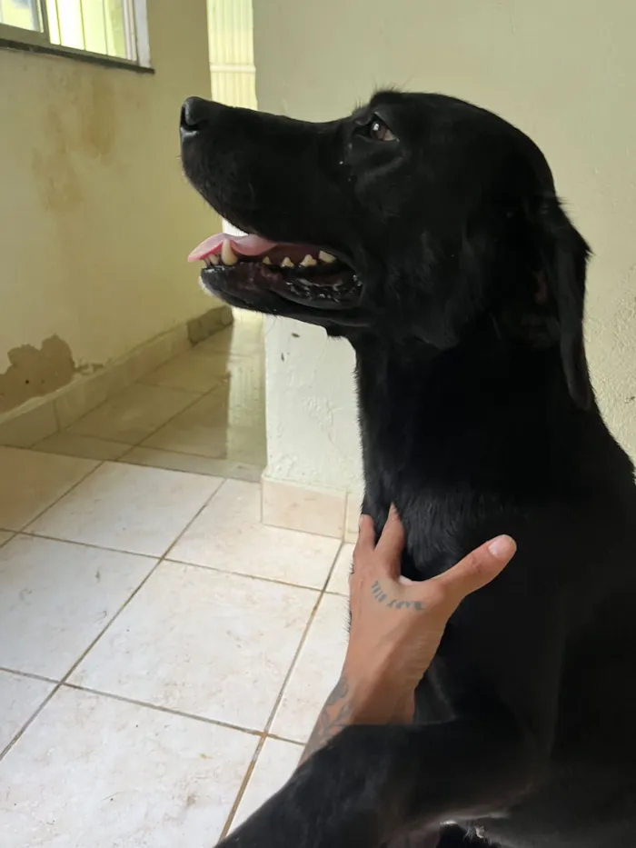 Cachorro raça Labrador idade 3 anos nome Stela 