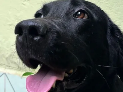 Cachorro raça Labrador idade 3 anos nome Stela 