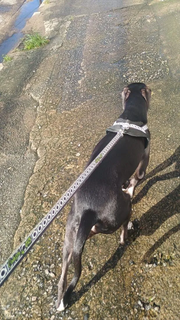 Cachorro raça SRD-ViraLata idade 1 ano nome Marley