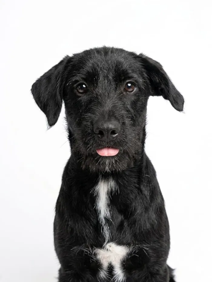Cachorro raça SRD-ViraLata idade 7 a 11 meses nome Mila
