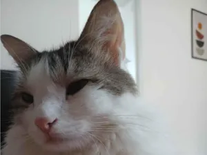 Gato raça SRD-ViraLata idade 4 anos nome Aurora