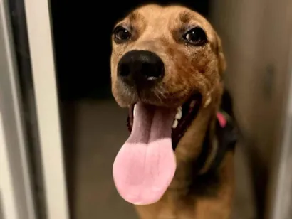 Cachorro raça SRD-ViraLata idade 6 ou mais anos nome Rayla