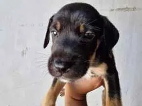 Cachorro raça SRD-ViraLata idade Abaixo de 2 meses nome pretinho