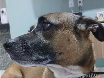 Cachorro raça SRD-ViraLata idade 3 anos nome Athena