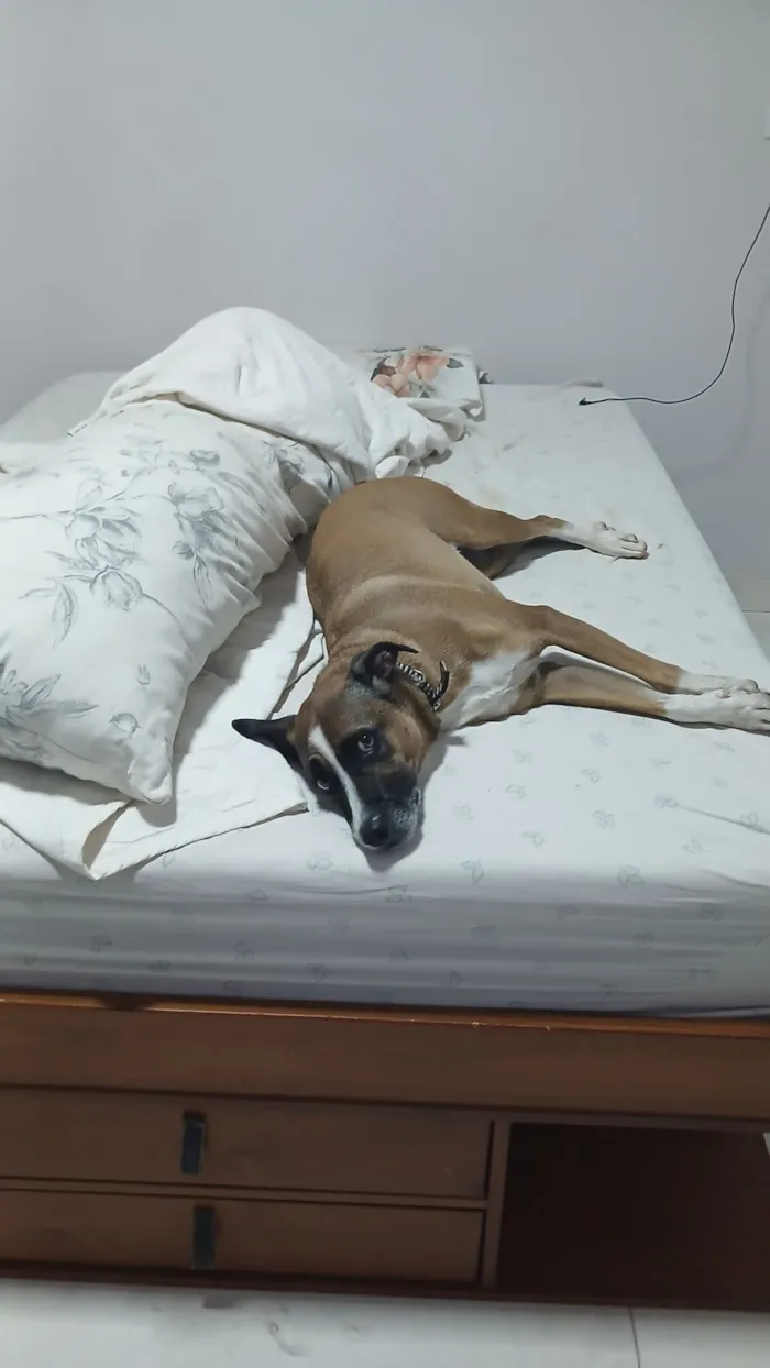 Cachorro raça SRD-ViraLata idade 3 anos nome Athena