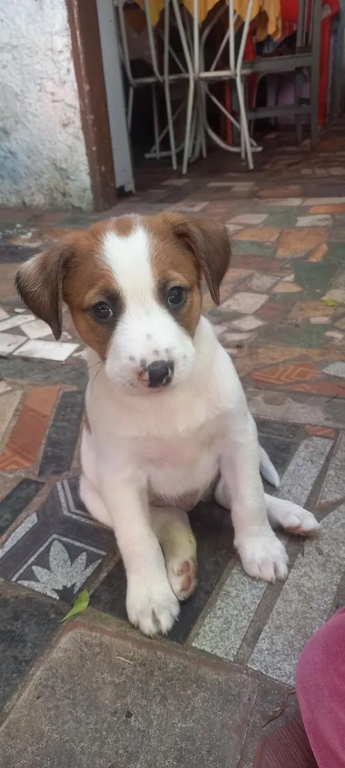Cachorro raça SRD-ViraLata idade Abaixo de 2 meses nome Apollo