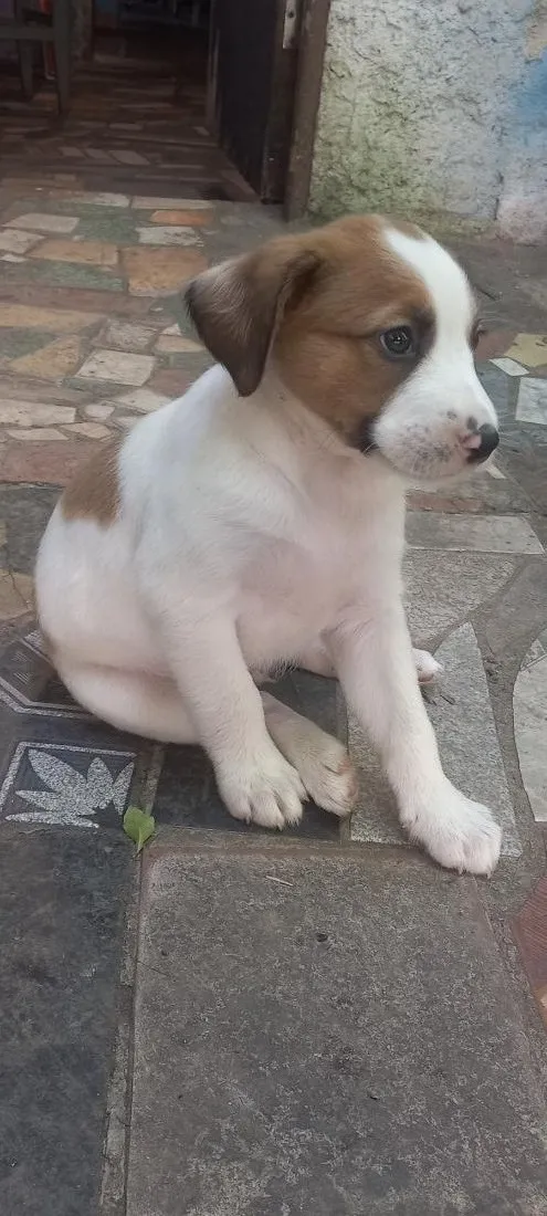 Cachorro raça SRD-ViraLata idade Abaixo de 2 meses nome Apollo