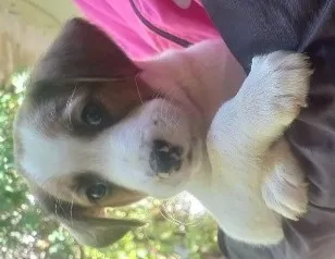 Cachorro raça SRD-ViraLata idade Abaixo de 2 meses nome Apollo