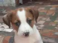 Apollo