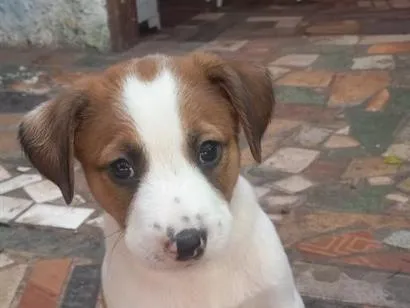 Cachorro raça SRD-ViraLata idade Abaixo de 2 meses nome Apollo