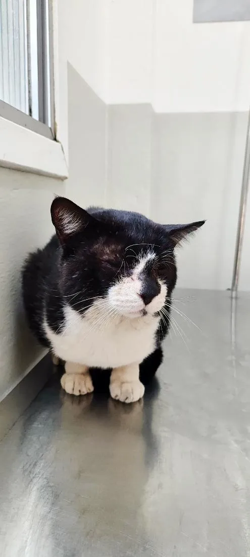 Gato raça SRD-ViraLata idade 6 ou mais anos nome Frederico 