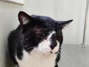 Gato raça SRD-ViraLata idade 6 ou mais anos nome Frederico 
