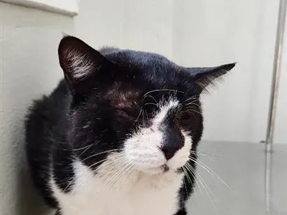 Gato raça SRD-ViraLata idade 6 ou mais anos nome Frederico 