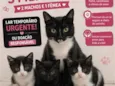 ainda não tem nome são 3 filhotes