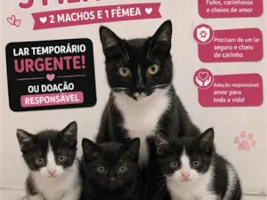 Gato raça SRD-ViraLata idade Abaixo de 2 meses nome ainda não tem nome são 3 filhotes