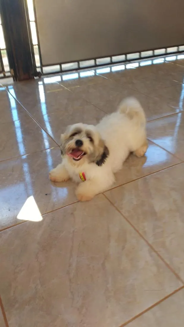Cachorro raça Lhasa Apso idade 6 ou mais anos nome Cheidy