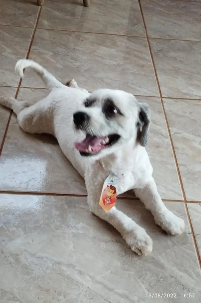 Cachorro raça Lhasa Apso idade 6 ou mais anos nome Cheidy