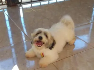 Cachorro raça Lhasa Apso idade 6 ou mais anos nome Cheidy