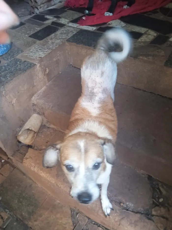 Cachorro raça SRD-ViraLata idade 4 anos nome Preciso, Pitadinha e Memê 