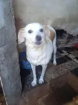 Preciso, Pitadinha e Memê 
