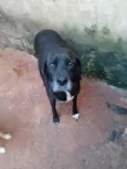 Preciso, Pitadinha e Memê 