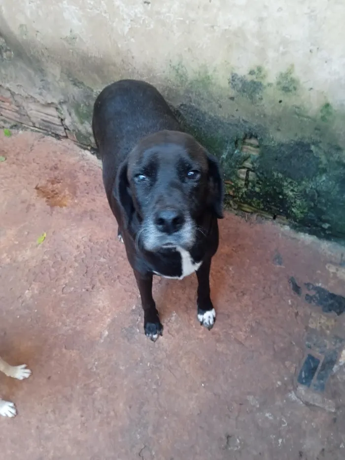 Cachorro raça SRD-ViraLata idade 4 anos nome Preciso, Pitadinha e Memê 