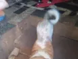 Preciso, Pitadinha e Memê 