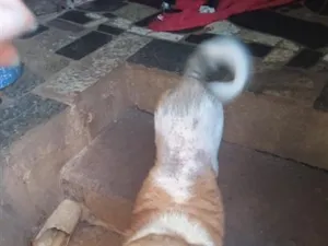 Cachorro raça SRD-ViraLata idade 4 anos nome Preciso, Pitadinha e Memê 