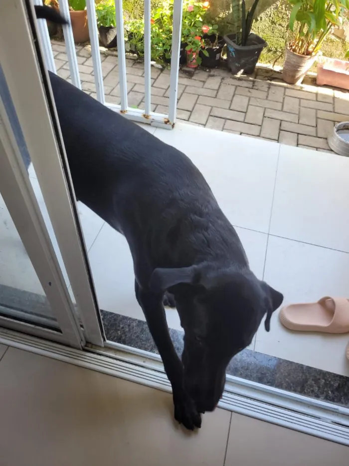 Cachorro raça SRD-ViraLata idade 4 anos nome Firulay