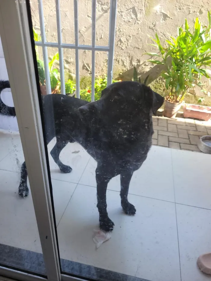 Cachorro raça SRD-ViraLata idade 4 anos nome Firulay