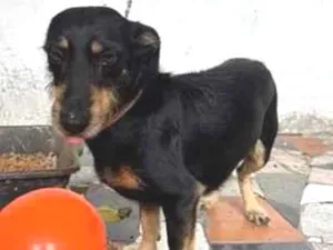 Cachorro raça SRD-ViraLata idade 6 ou mais anos nome Lorena