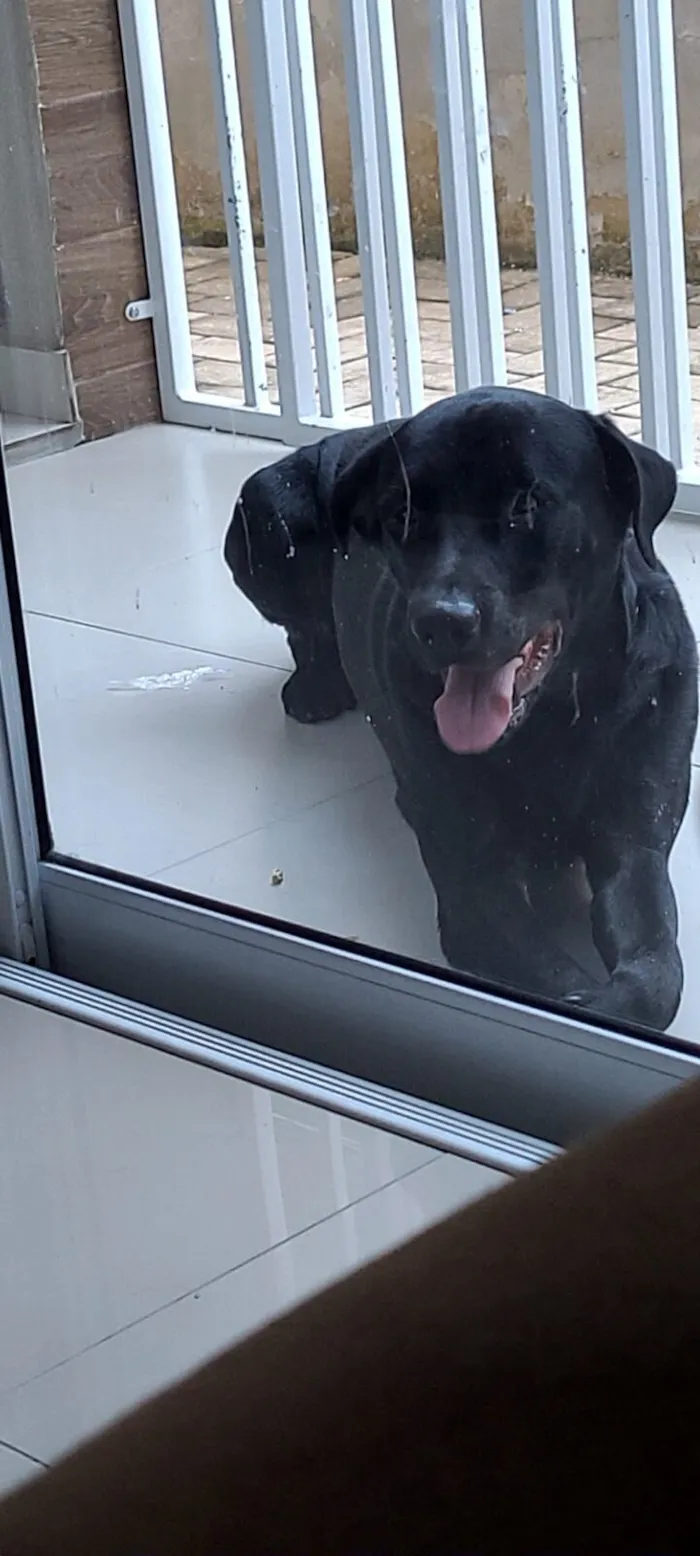 Cachorro raça SRD-ViraLata idade 4 anos nome Firulay